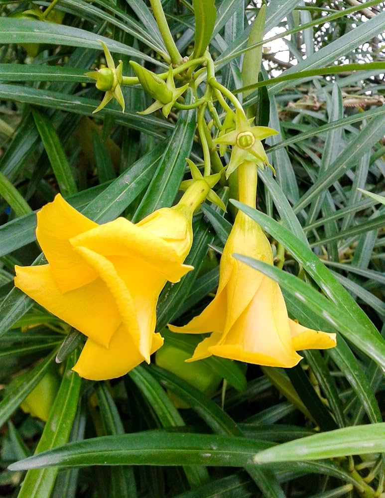 Hoa trúc đào vàng (Yellow Oleander) có độc tính cao nguy hiểm cho sức khỏe